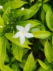 Tabernaemontana divaricata