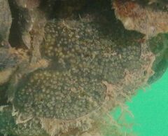 Botryllus