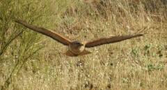 Buteo rufinus