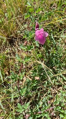 Dicerocaryum senecioides