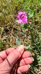 Dicerocaryum senecioides