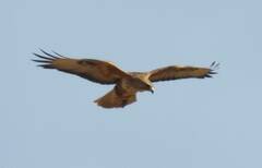 Buteo rufinus