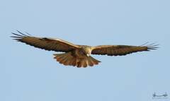Buteo rufinus