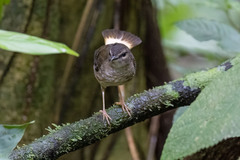 Myiothlypis fulvicauda