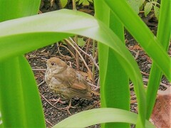 Turdus philomelos clarkei