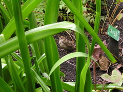 Turdus philomelos clarkei