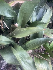 Aspidistra