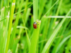 Cryptocephalus octopunctatus