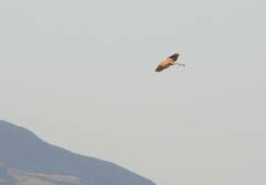 Falco tinnunculus