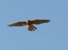 Falco tinnunculus