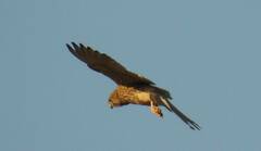 Falco tinnunculus