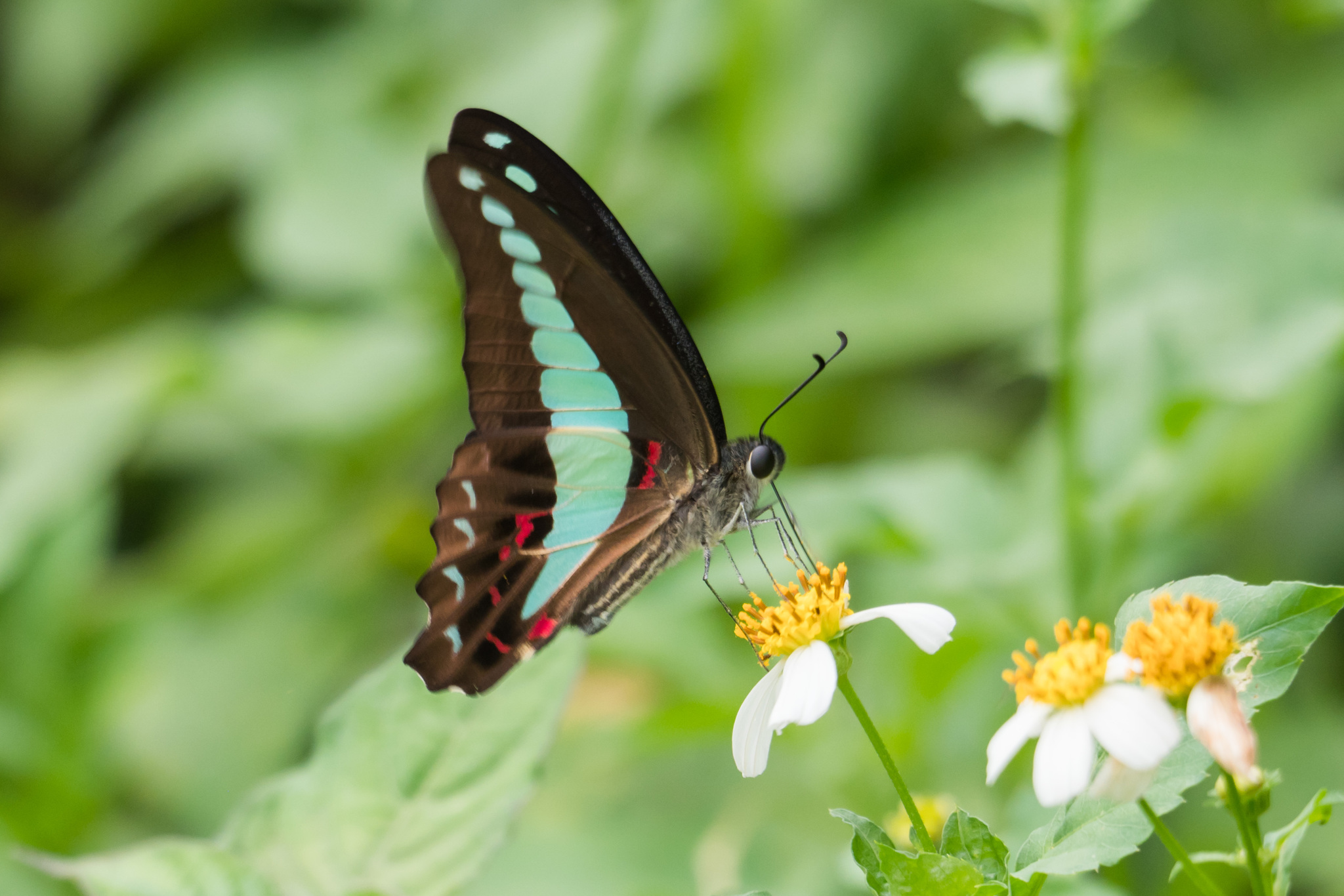 Graphium sarpedon (Linnaeus, 1758)