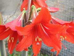 Hippeastrum hybridum