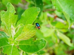 Gastrophysa polygoni