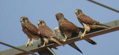 Falco tinnunculus