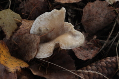 Clitocybe phyllophila