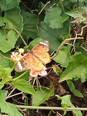 Acraea encedon encedon