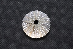 Heliocidaris crassispina