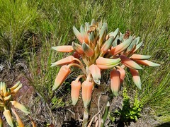 Aloe neilcrouchii