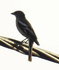 Fringilla coelebs