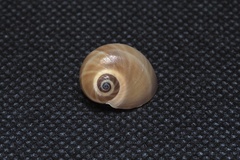 Glossaulax vesicalis