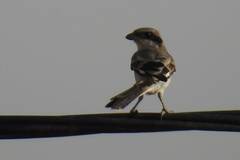 Lanius excubitor