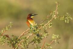 Merops apiaster