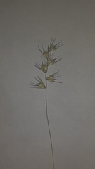 Melanocenchris jacquemontii
