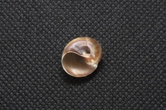 Glossaulax vesicalis