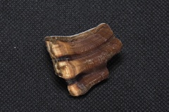 Monoplex parthenopeus