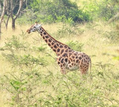 Giraffa camelopardalis rothschildi