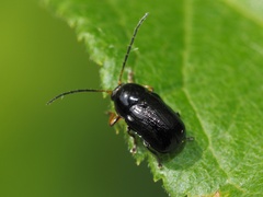 Cryptocephalus