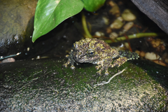 Theloderma corticale