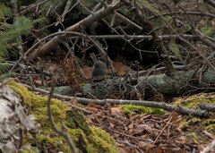 Junco hyemalis image