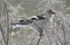 Fringilla coelebs