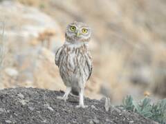 Athene noctua