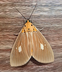 Asota plaginota