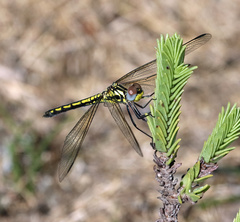 Trithemis stictica