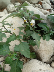 Solanum nigrum