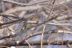 Erithacus rubecula tataricus