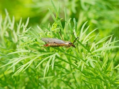 Nephrotoma flavescens