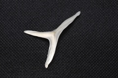 Chilomycterus reticulatus