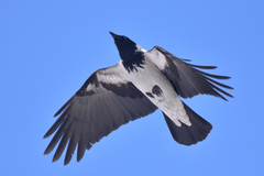 Corvus cornix sharpii