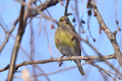 Chloris chloris turkestanica