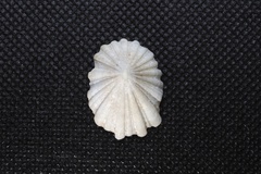 Niveotectura pallida