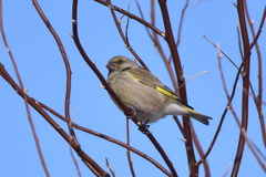 Chloris chloris turkestanica