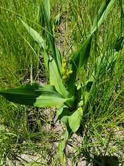 Hypoxis colchicifolia