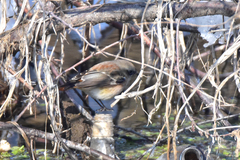 Phoenicurus erythronotus