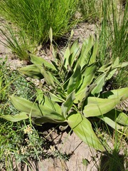 Hypoxis multiceps