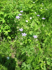 Geranium pseudosibiricum